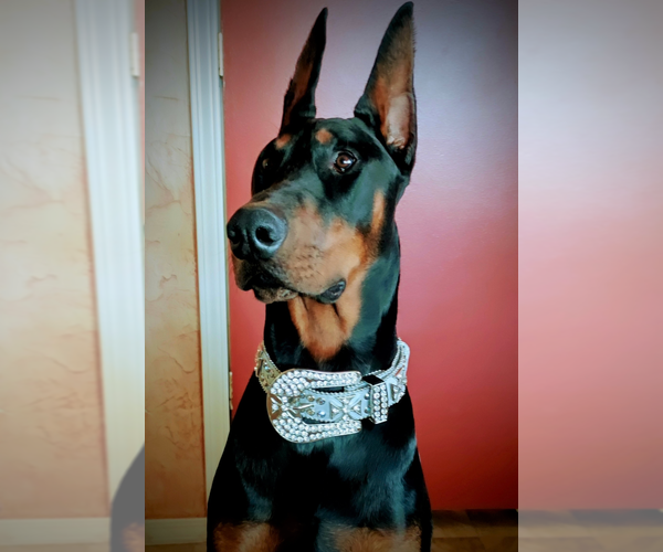 Medium Photo #1  Breeder Profile in TEMECULA, CA, USA