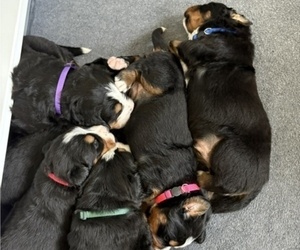 Bernese Mountain Dog Dog Breeder near MERCER, PA, USA