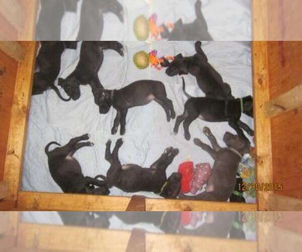 Medium Photo #1  Breeder Profile in BRAZORIA, TX, USA