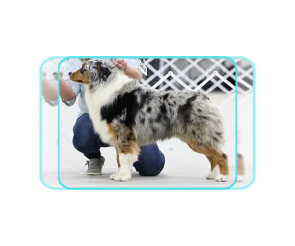 Medium Photo #7  Breeder Profile in PLACERVILLE, CA, USA