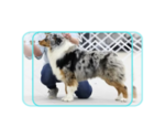 Small #6 Breeder Profile image