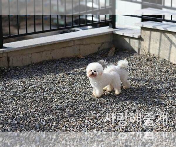 Medium Photo #5  Breeder Profile in Uijeongbu-si, Gyeonggi-do, Korea, South