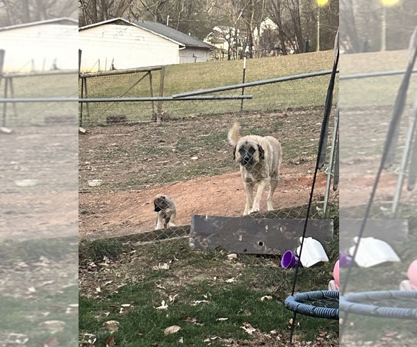 Medium Photo #9  Breeder Profile in CANDLER, NC, USA