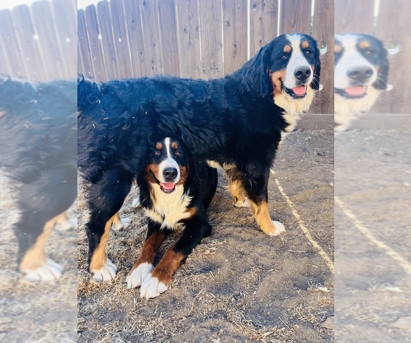 Medium Photo #1  Breeder Profile in VISALIA, CA, USA