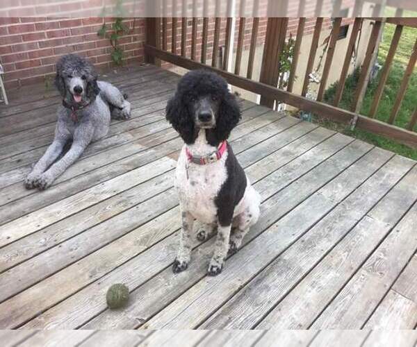 Medium Photo #1  Breeder Profile in FREDERICKSBURG, VA, USA