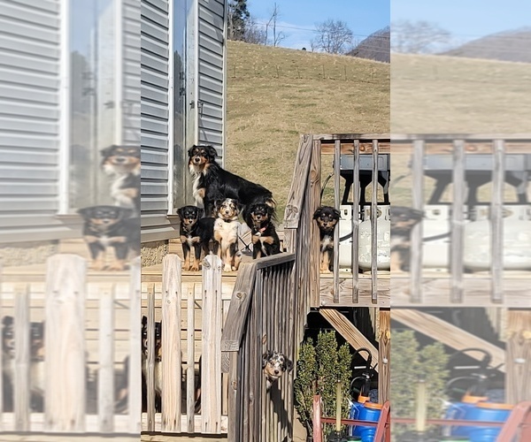 Medium Photo #1  Breeder Profile in CLYDE, NC, USA