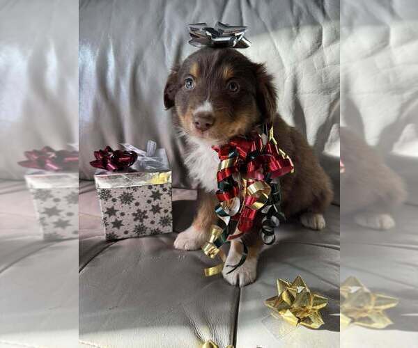 Medium Photo #55  Breeder Profile in HARRISON, OH, USA