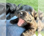 Small #10 Breeder Profile image