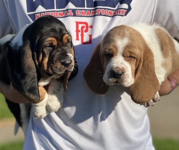 Medium Photo #1  Breeder Profile in BEAUMONT, TX, USA