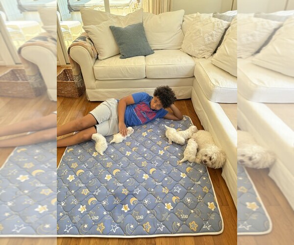 Medium Photo #11  Breeder Profile in RALEIGH, NC, USA