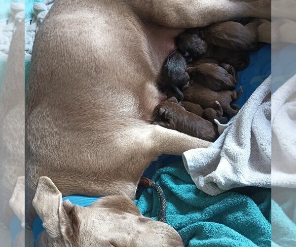 Medium Photo #1  Breeder Profile in PLANT CITY, FL, USA