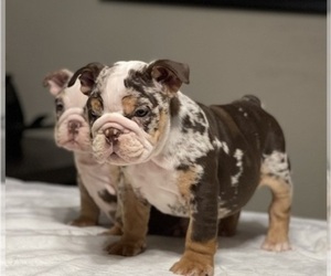 Cocker Spaniel Dog Breeder near LANCASTER, CA, USA
