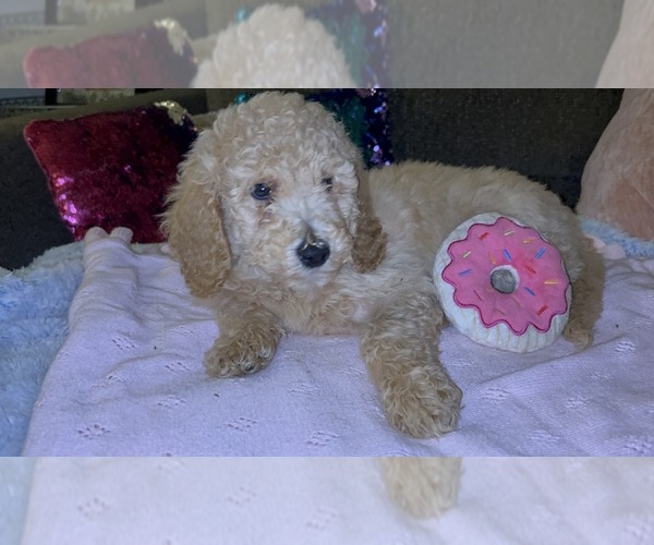 Medium Photo #7  Breeder Profile in RANDALLSTOWN, MD, USA