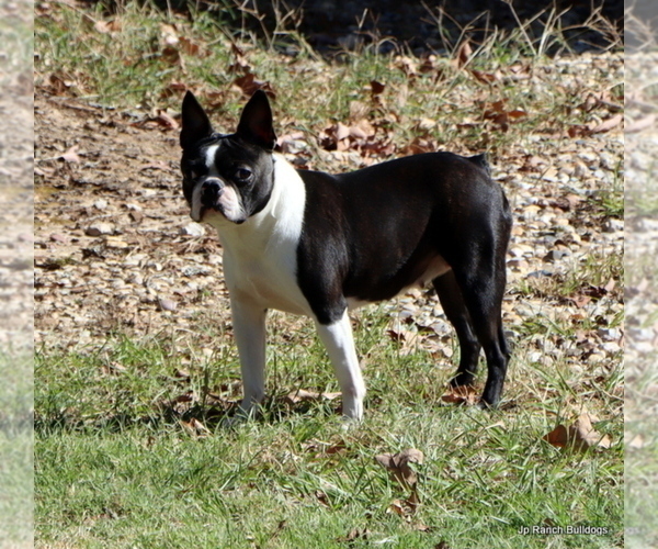 Medium Photo #8  Breeder Profile in WINNSBORO, TX, USA