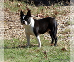 Small Photo #8  Breeder Profile in WINNSBORO, TX, USA