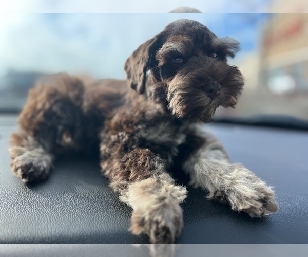 Medium Photo #5  Breeder Profile in WELLINGTON, AL, USA
