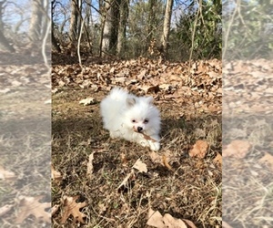 Pomeranian Dog Breeder near HICKORY, NC, USA