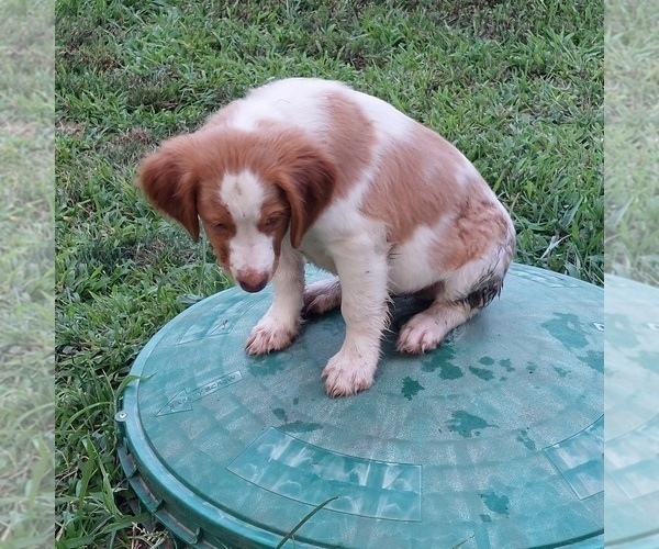 Medium Photo #7  Breeder Profile in FORT SCOTT, KS, USA