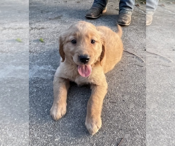 Medium Photo #1  Breeder Profile in LEXINGTON, NC, USA