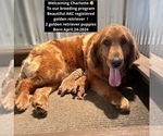 Small #17 Breeder Profile image