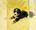 Small #10 Breeder Profile image