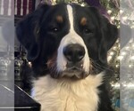 Small #1 Breeder Profile image