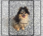 Small breeder photo