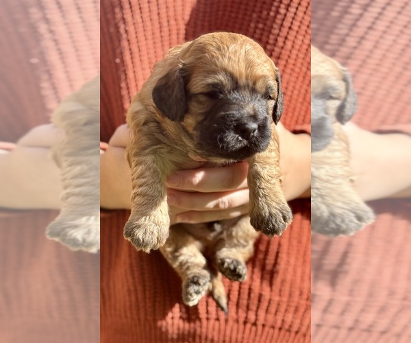 Medium Photo #3  Breeder Profile in SWARTZ CREEK, MI, USA