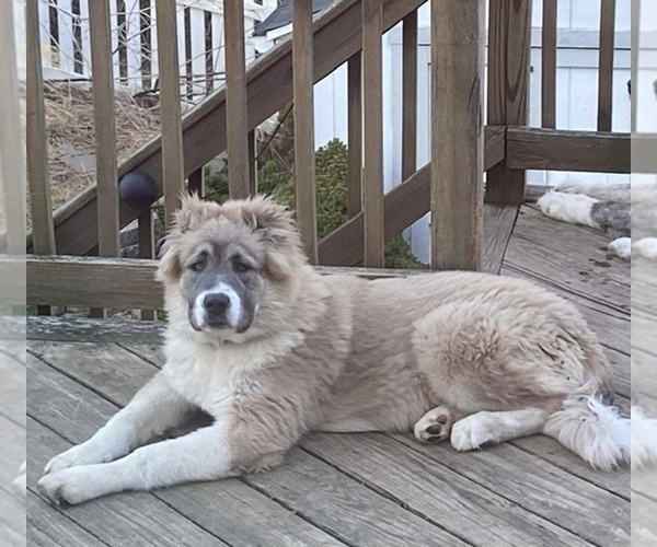 Medium Photo #69  Breeder Profile in TWINING, MI, USA