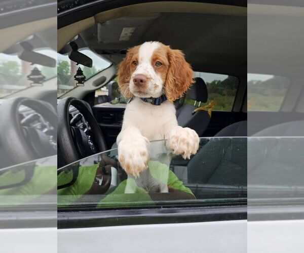 Medium Photo #70  Breeder Profile in HORTENSE, GA, USA