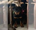 Small #1 Breeder Profile image