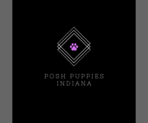 Yorkshire Terrier Dog Breeder near WARSAW, IN, USA