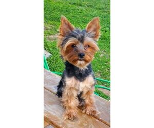 Yorkshire Terrier Dog Breeder near PALISADE, CO, USA
