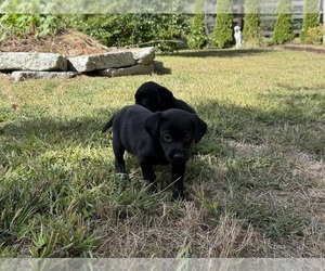 Labrador Retriever Dog Breeder near EAST FREETOWN, MA, USA