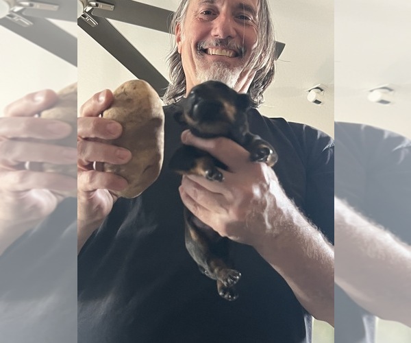 Medium Photo #20  Breeder Profile in PHOENIX, AZ, USA