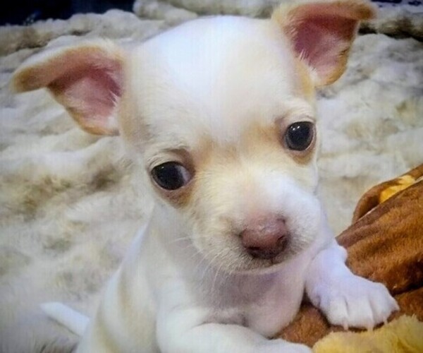 Medium Photo #11  Breeder Profile in ISLETON, CA, USA