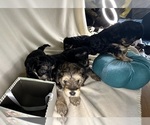 Small #35 Breeder Profile image