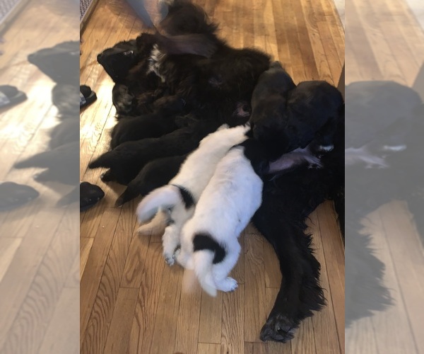 Medium Photo #3  Breeder Profile in BRIDGEPORT, CT, USA