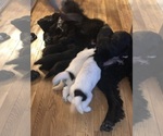 Small #2 Breeder Profile image