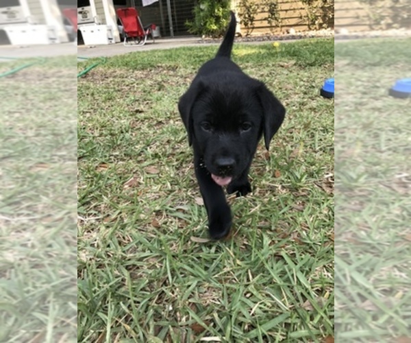 Medium Photo #1  Breeder Profile in SAINT AUGUSTINE, FL, USA