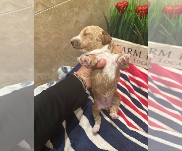 Medium Photo #3  Breeder Profile in ONTARIO, CA, USA