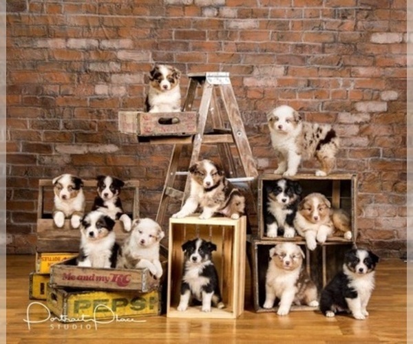Medium Photo #1  Breeder Profile in LODA, IL, USA