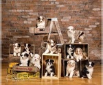 Small breeder photo