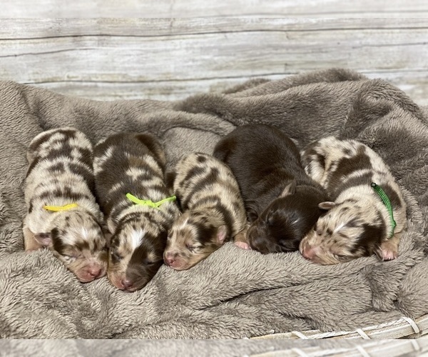 Medium Photo #1  Breeder Profile in ARCHIE, MO, USA