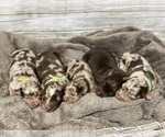Small breeder photo