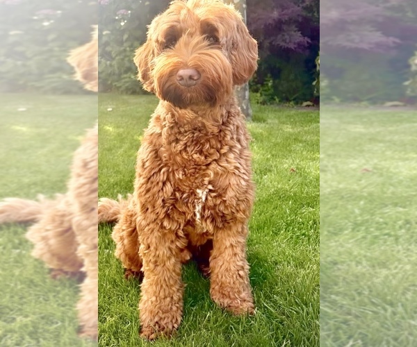 Medium Photo #69  Breeder Profile in BAKERSFIELD, CA, USA