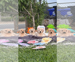 Small breeder photo