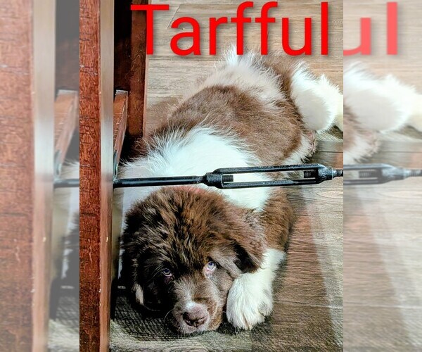 Medium Photo #23  Breeder Profile in LAS VEGAS, NV, USA