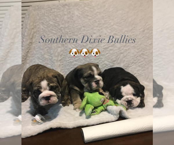 Medium Photo #1  Breeder Profile in LEXINGTON, SC, USA