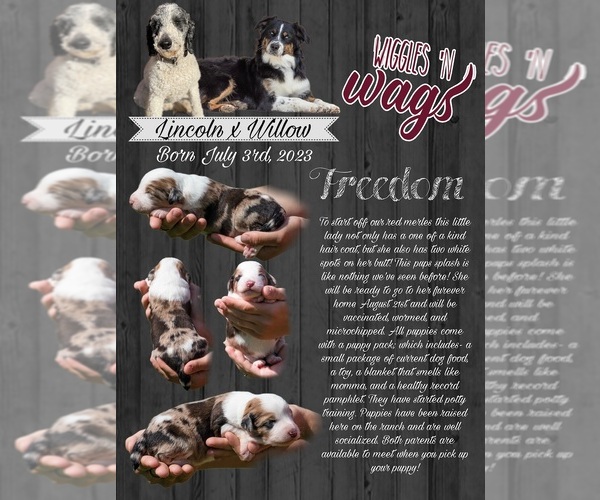 Medium Photo #13  Breeder Profile in PRAIRIE VIEW, KS, USA